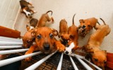 Mandatory animal reporting