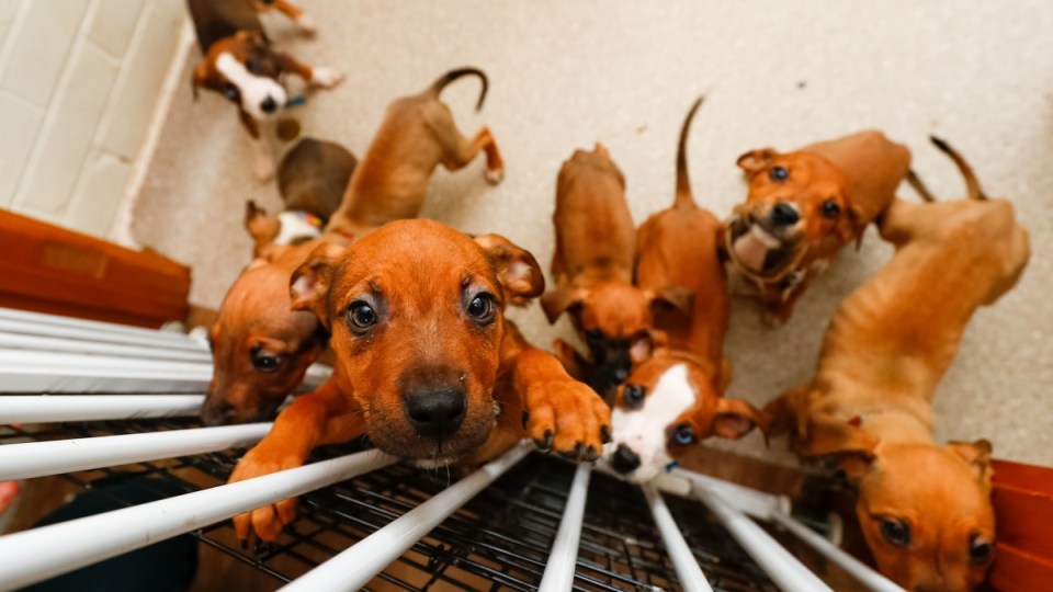 Mandatory animal reporting