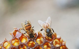 nsw varroa mite