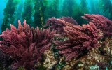 seaweed Asparagopsis