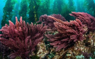 seaweed Asparagopsis