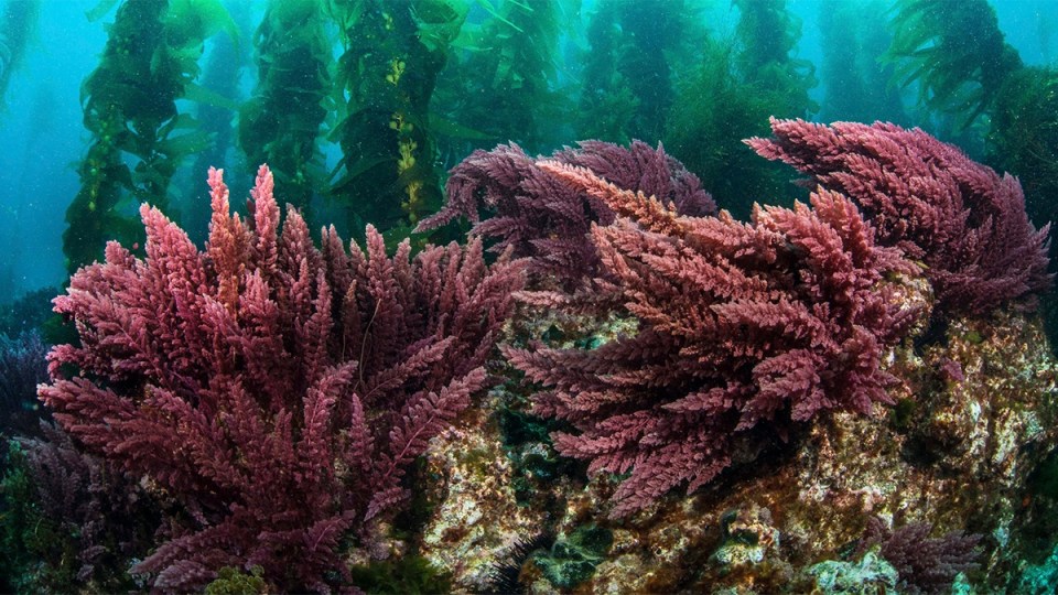 seaweed Asparagopsis