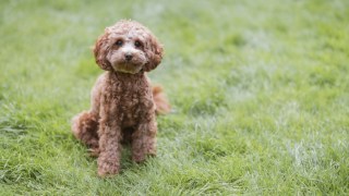 Cavoodle