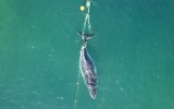 Qld Whale shark nets