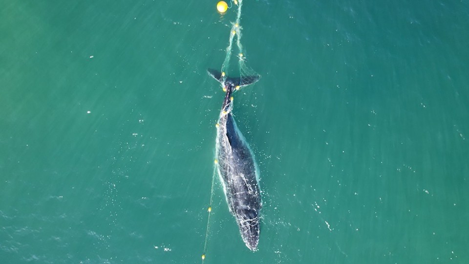 Qld Whale shark nets