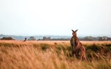 kangaroo