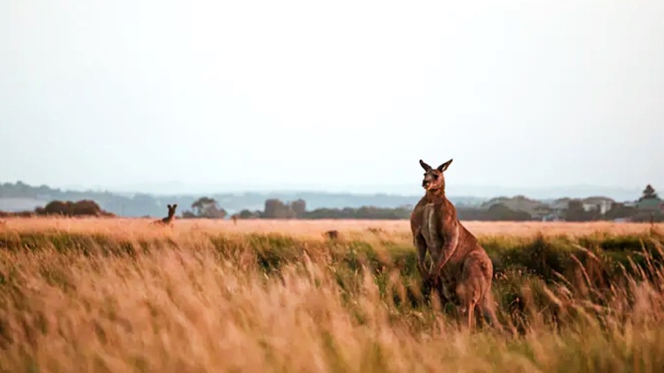 kangaroo