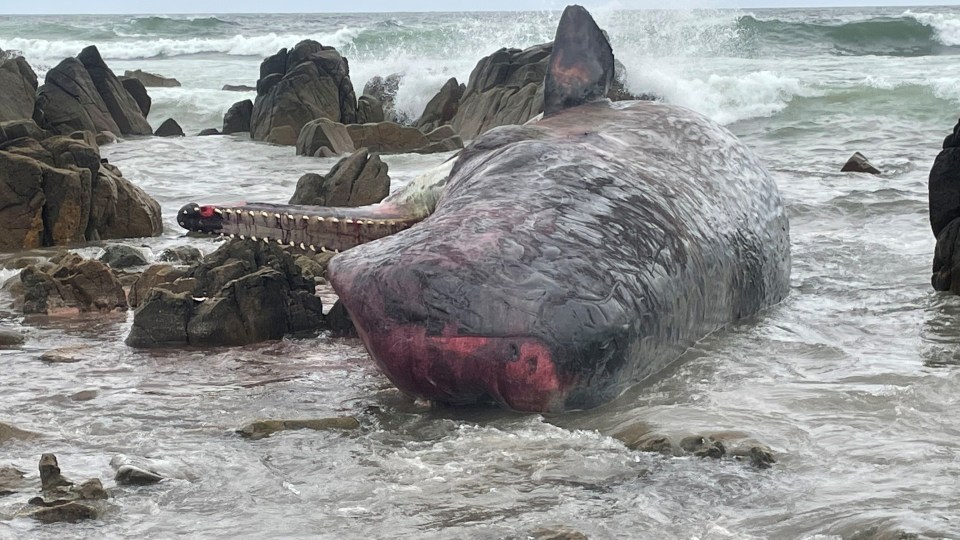 whales tasmania