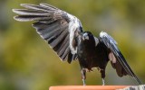 magpies