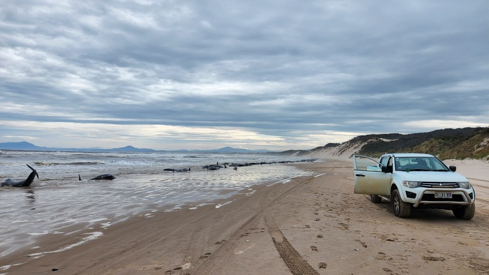 Tasmania Whales