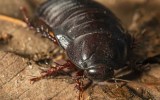 cockroach