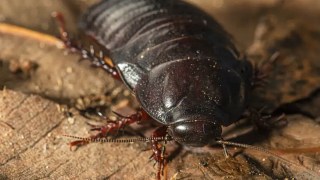 cockroach