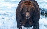 Fat Bear Week