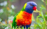 bird count