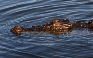 missing fisherman crocodile