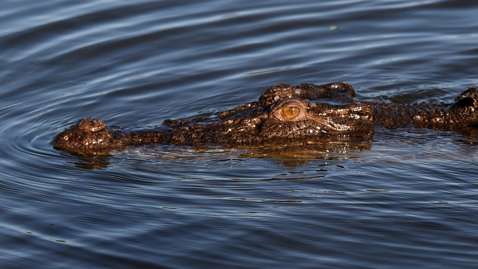 missing fisherman crocodile