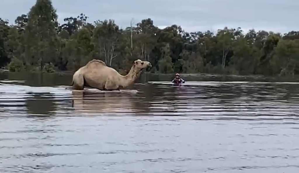 Pictured is Gina the camel in floodwaters