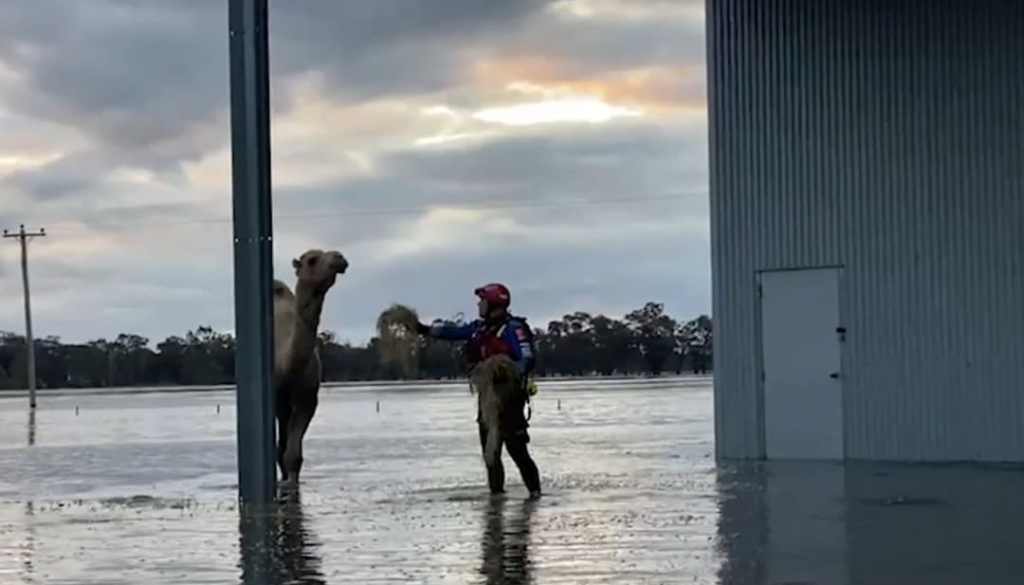 Pictured is Gina the camel being lured by some hay during the floods
