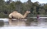 gina camel rescue moama