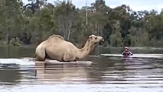 gina camel rescue moama