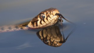 snakes