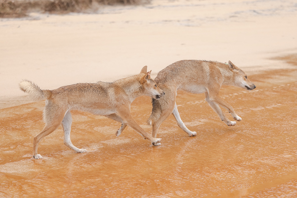 Fraser Island