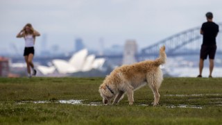 Pictured is a dog and a puddle