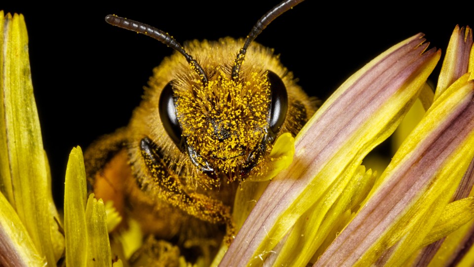 bees