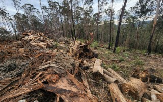 logging