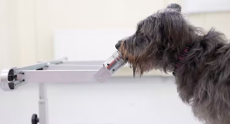dog