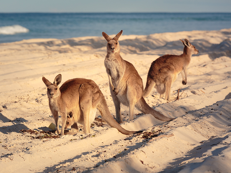 Kangaroo Island