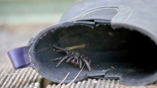 funnel-web spider