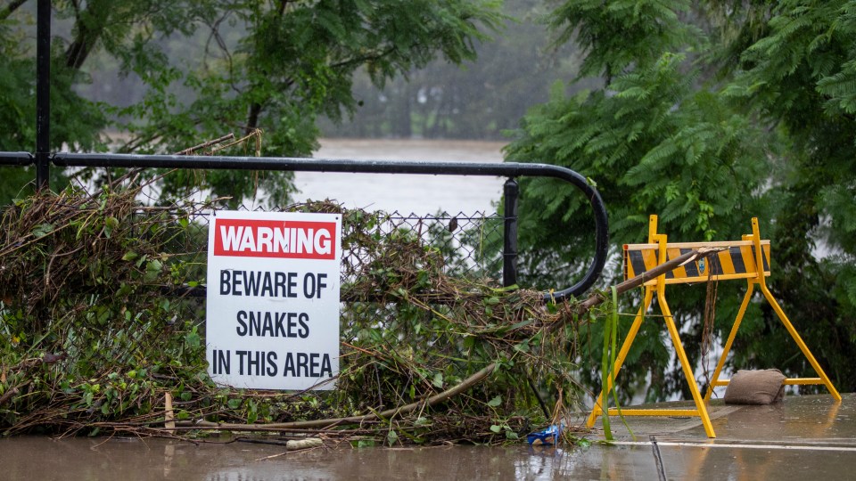NSW floods snakes