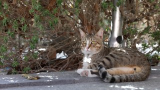 dave cat england