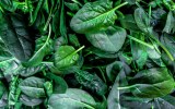 riviera farms spinach toxin
