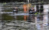 lake eildon drown
