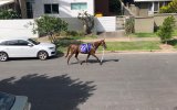horses gold coast