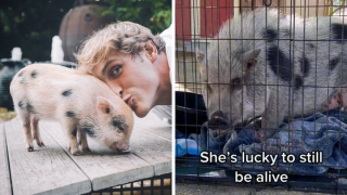 Logan Paul