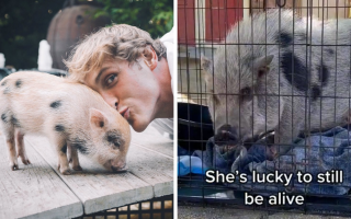 Logan Paul