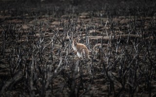 A wallaby in a bushfire burnt bush el nino
