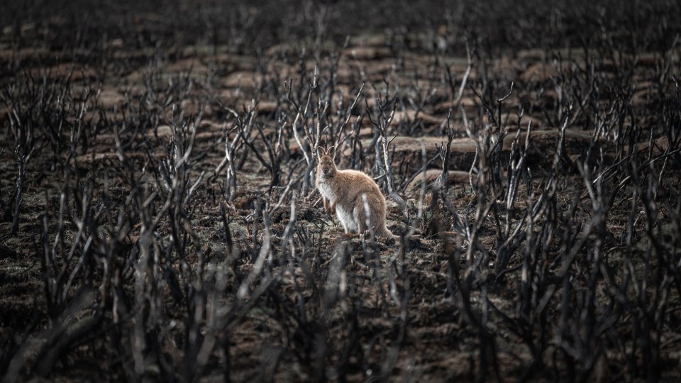 A wallaby in a bushfire burnt bush el nino