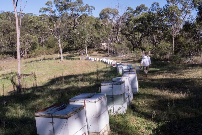 Manuka honey