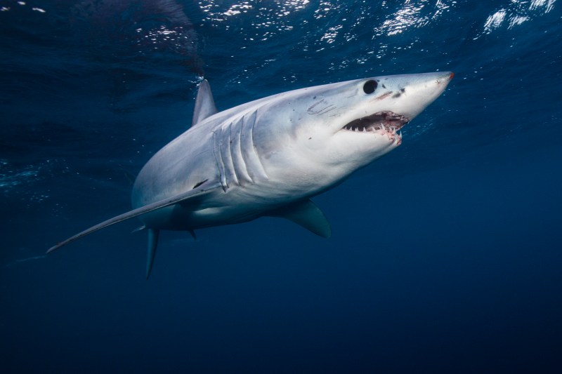 shark