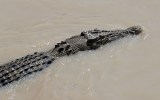 crocodile warning