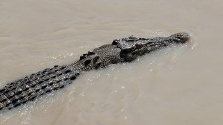 crocodile warning