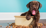 dog food