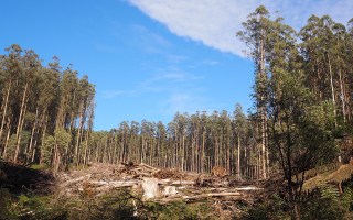 Victoria logging firewood