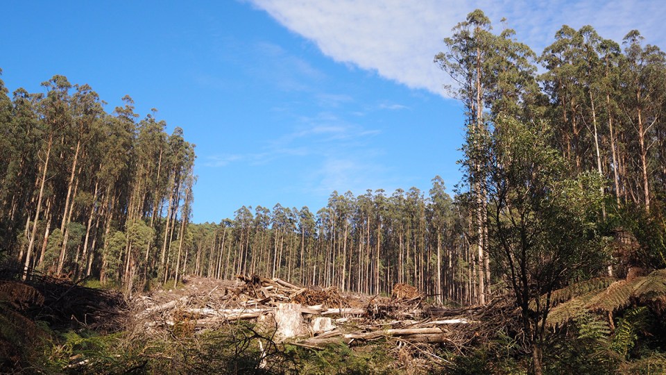 Victoria logging firewood
