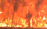 fires bushfires black summer