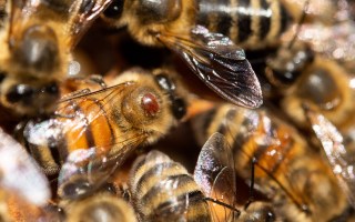 Varroa mite